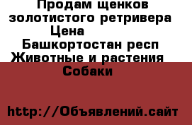 Продам щенков золотистого ретривера › Цена ­ 20 000 - Башкортостан респ. Животные и растения » Собаки   